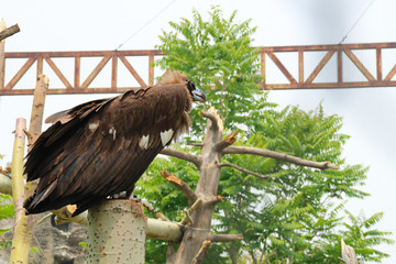 Brown hawk.