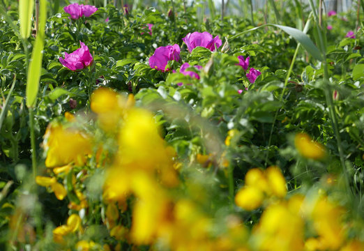 yellow blooming gorse and pink wild roses