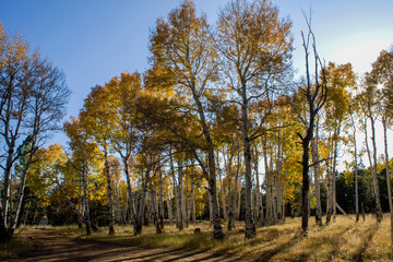 Fototapeta premium Quaking Aspens (Populus tremuloides) changing color, Flagstaff, Arizona