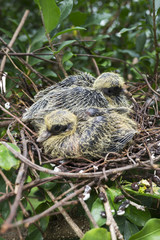 Bird's nest