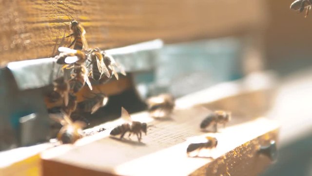 slow motion video. a swarm of bees flies into a hive collect the pollen lifestyle bear honey. beekeeping concept bee agriculture