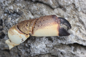 Textured view of a crab arm