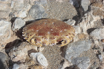 Crab head  shell top view