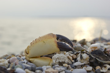 Close up view of a crab arm on beach pebbles