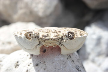 Crab head  shell front view