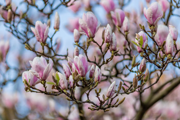 Blossom of a magnolia tree