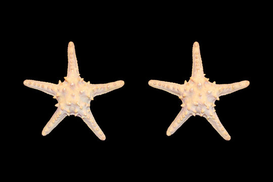 Starfish Stereoscopic Photo
