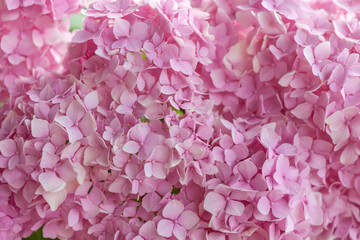 colorful blooming hydrangea background