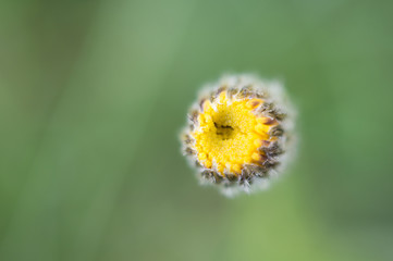 Flower in the Forest