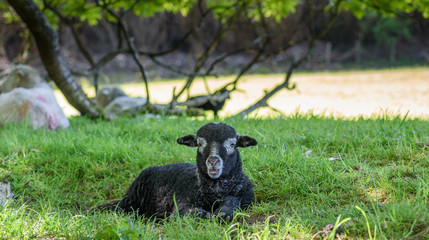 Fototapeta premium Swaledale Lamb
