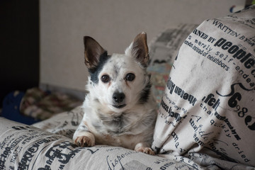 Small mongrel dog on the sofa looking straight ahead