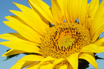 Close-up of sun flower against