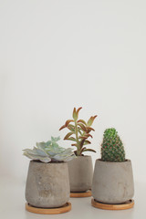 Succulent plants and cactus in concrete pots Modern trendy room decoration concept White background Copy space