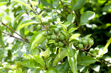 キダチイヌホオズキの青い実