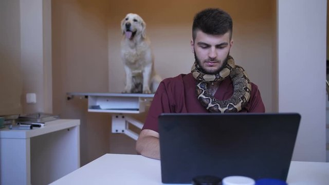 Young handsome veterinary specialist working on laptop pc at pet care clinic while python snake exotic pet moving around his neck and golden retriever dog on examination table.