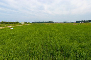 Fototapeta premium Countryside scenery of Sakura city, Chiba prefecture, Japan