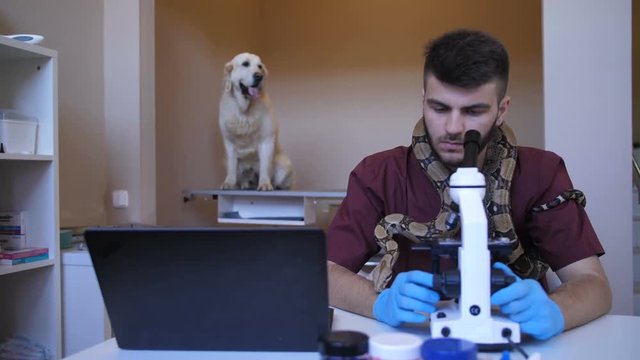Young handsome veterinary worker in gloves using microscope for testing blood samples of golden retriever dog, while python snake sitting around his neck. Vet doctor looking into microscope