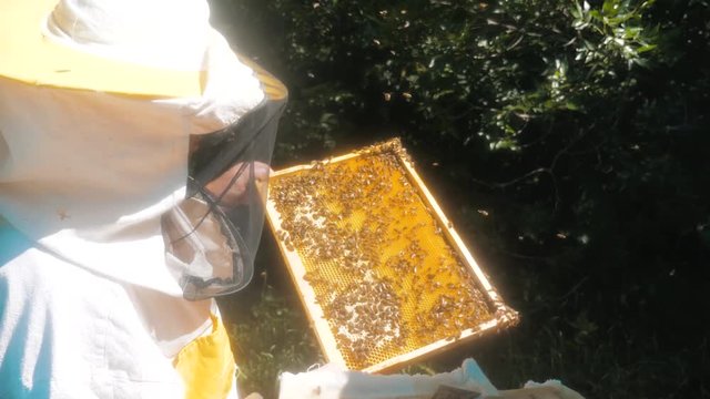 the beekeeper working in the apiary framework for honey bees fly swarm multi colored beehive slow motion video. beekeeper holding a honeycomb full of bees. Beekeeper inspecting honeycomb frame at