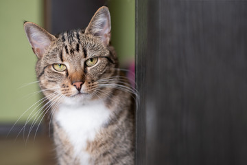 Tabby cat sitting near door.