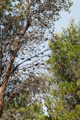 Pine trees growing in a plantation