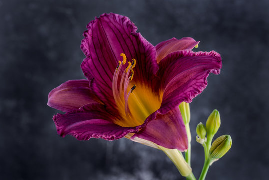 Purple Day Lily bloom