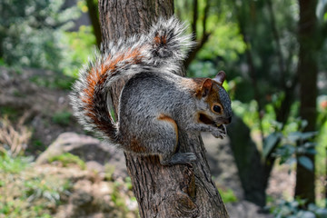 Ardilla comiendo cacahuetes en bosque