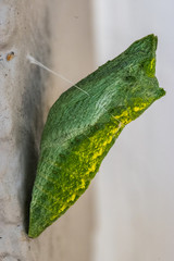 Black Swallowtail butterfly chrysalis hanging by silk