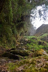 Cloud forest on the inca trail