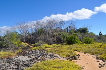 Fototapeta na wymiar Forest in the Galapagos Islands