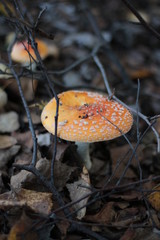 mushrooms in the forest