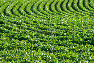 soybean rows