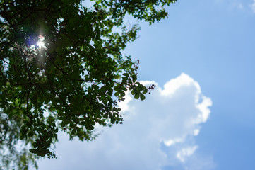 Sun shining through tree leaves with blue sky and fluffy white clouds background