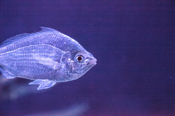 Clear Blue green chromis Chromis viridis