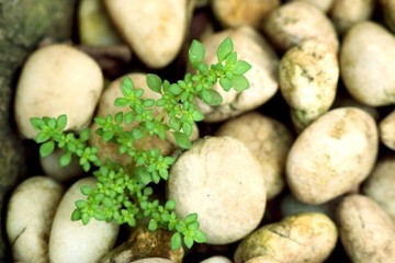 Green sprout plant with stone