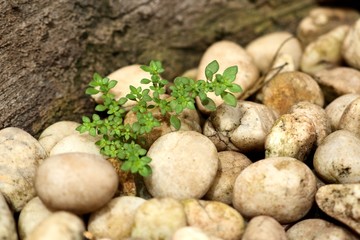 Green sprout plant with stone