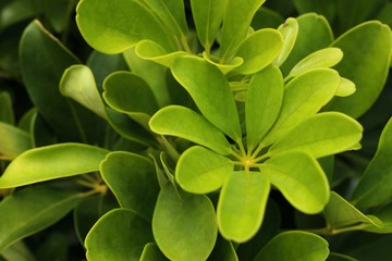 Green leaves in tropical