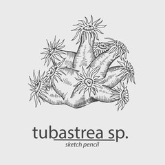 Coral.Tubastrea sp. Sea. Sketch style. Vector illustration