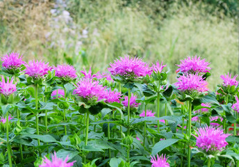 Obraz premium Monarda x hybrida flower in the flower bed in the park in the summer