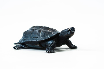turtle on white background