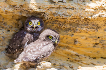 Two young chicks of little owl near nest on ground