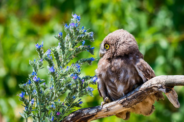 Little owl or Athene noctua on wooden branch with flowers