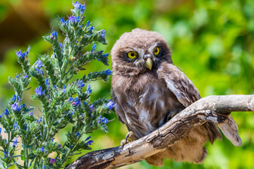 Little owl or Athene noctua on wooden branch with flowers