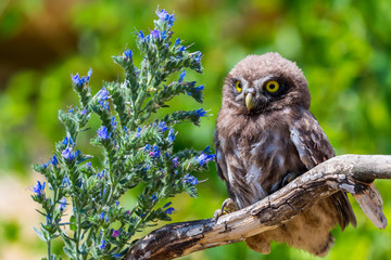 Little owl or Athene noctua on wooden branch with flowers