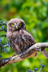 Little owl or Athene noctua on wooden branch with flowers