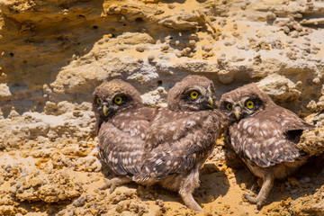 Three chicks of little owl near nest on ground