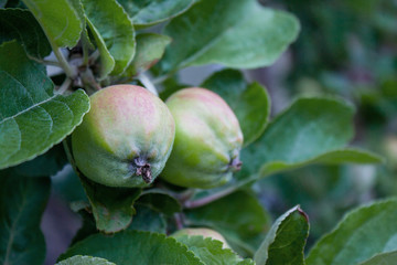 green apples hanging from a tree branch in an fruit orchard - organic farm food, agriculture and harvest concept