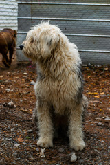 PASTOR OBEJERO EN CAMPO