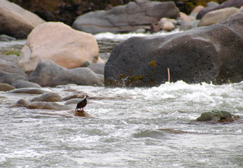 PATO CORTA CORRIENTE EN RIO PATAGONIA
