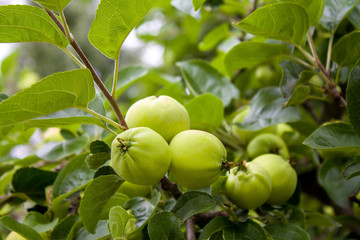 green apples hanging from a tree branch in an fruit orchard - organic farm food, agriculture and harvest concept