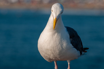Ocean Beach San Diego